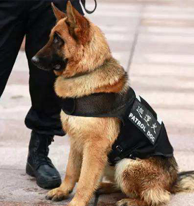 91视频免费看污